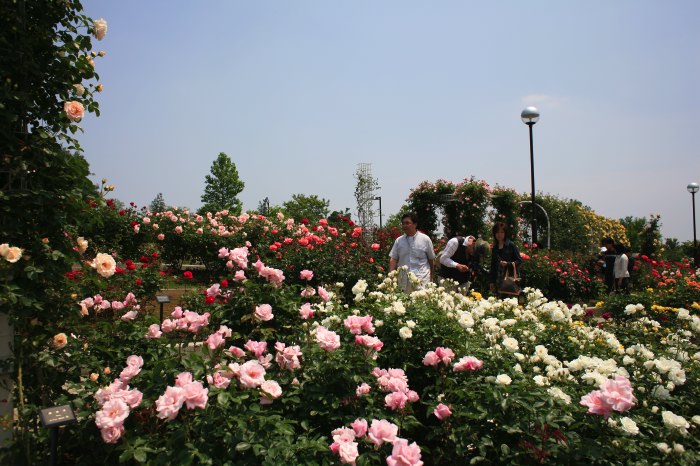 6月2日撮影　バラ園